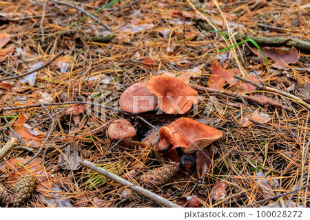 Saffron Milkcap or pine mushrooms (Lactarius deliciosus) in pine forest at autumn 100028272