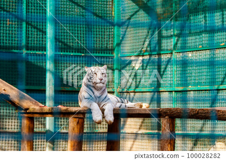 Portrait of the white tiger (Panthera Tigris) Portrait of the white tiger (Panthera Tigris) 100028282