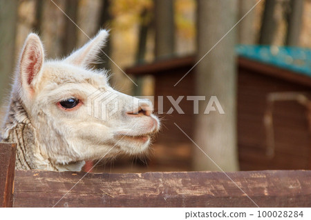 White alpaca (Lama pacos) in a paddock White alpaca (Lama pacos) in a paddock 100028284