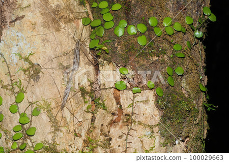 A species of platypus (during mating) 100029663