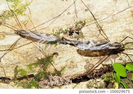A species of platypus (during mating) A species of platypus (during mating) 100029675