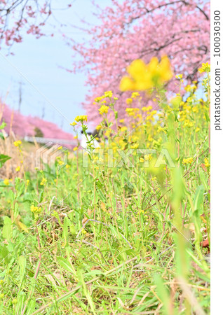 Rows of cherry blossom trees along the river: Kawazu cherry blossoms and rape blossoms in full bloom 100030300