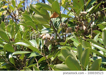 Matebashii fruit/September 2022 Matebashii fruit/September 2022 100030523