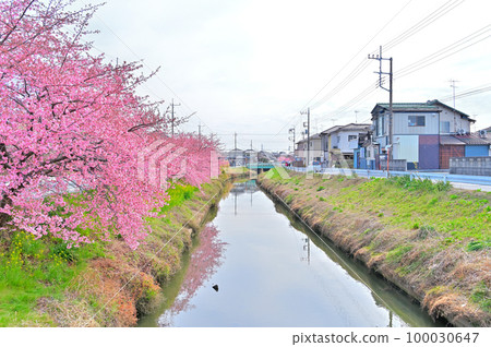 埼玉縣久喜市青木堀川鷲之宮沿岸的河津櫻花 100030647