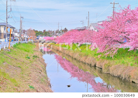 埼玉縣久喜市青木堀川鷲之宮沿岸的河津櫻花 埼玉縣久喜市青木堀川鷲之宮沿岸的河津櫻花 100030649
