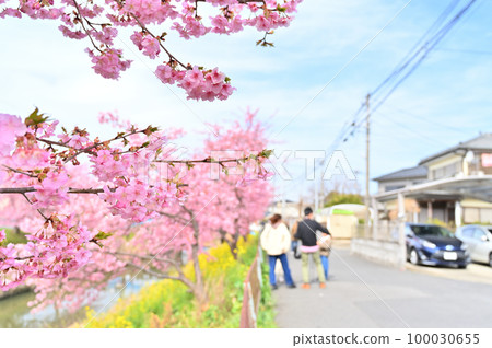 埼玉縣久喜市青木堀川鷲之宮沿岸的河津櫻花 100030655