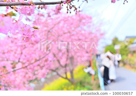 埼玉縣久喜市青木堀川鷲之宮沿岸的河津櫻花 100030657