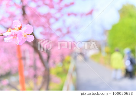 埼玉縣久喜市青木堀川鷲之宮沿岸的河津櫻花 100030658