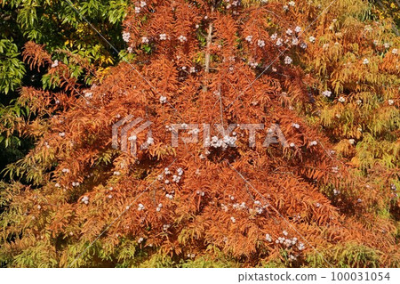 Bald cypress fruit November 2022 100031054