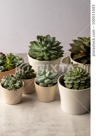Many succulent plants, indoor potted plant. Beautiful succulents. Many succulent plants, indoor potted plant. Beautiful succulents. 100031085