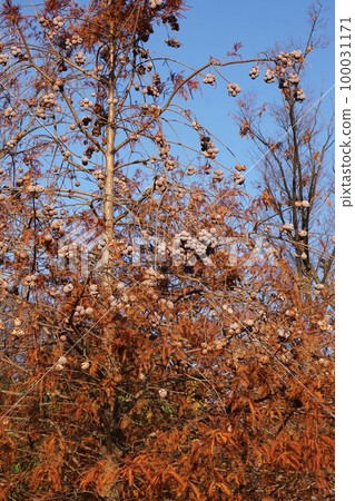 Bald cypress fruit December 2022 100031171