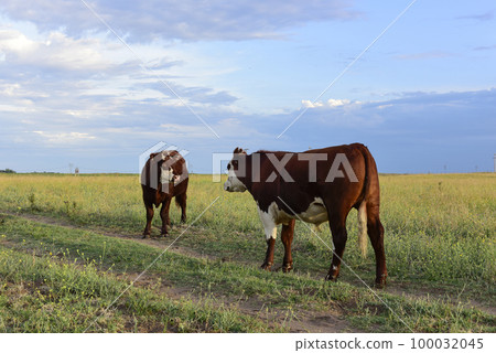 Cattle in Argentine countryside,La Pampa Province, Argentina. Cattle in Argentine countryside,La Pampa Province, Argentina. 100032045