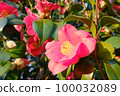 Red camellia flowers blooming in the spring park in the morning sun 100032089