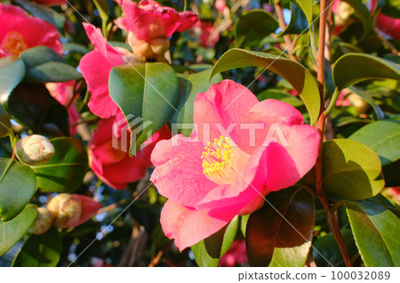 Red camellia flowers blooming in the spring park in the morning sun 100032089