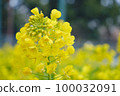 Yellow rape blossoms blooming in the spring park 100032091