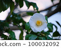 White camellia flowers blooming in the spring park 100032092