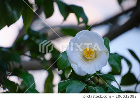 White camellia flowers blooming in the spring park 100032092
