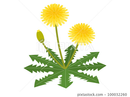 Illustration of dandelion_1 100032260