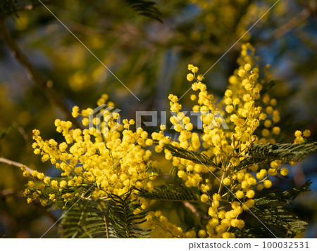 Beautiful bright yellow hairy mimosa flowers close-up. Blooming mimosa tree in early spring waves on wind. Sunny spring day. Acacia dealbata. Fluffy flowers in spring garden with sunny bokeh light 100032531