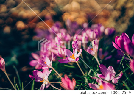 Purple crocus flowers in spring. High quality photo. Purple crocus flowers in spring. High quality photo. 100032569