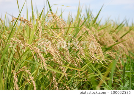 Autumn Harvest Ears of Rice 100032585