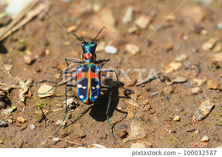 虎甲蟲（納米虎甲蟲） 100032587