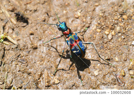 虎甲蟲（納米虎甲蟲） 100032608