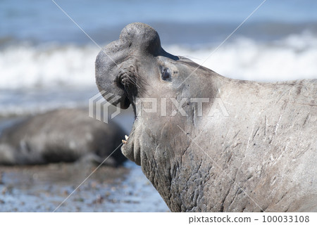Male elephant seal, Peninsula Valdes, Patagonia, Argentina 100033108