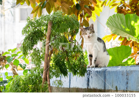 carefully stray cat look at you carefully stray cat look at you 100033155