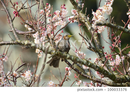 梅花中的棕耳鵯 梅花中的棕耳鵯 100033376
