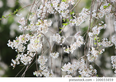 Weeping cherry blossoms in full bloom [Ishizuka Sakura] [Maji no Sato] 100033859