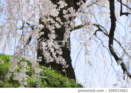 Asanosato Ishizuka Sakura [blue sky background] 100033861