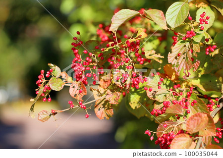 Viburnum Viburnum 100035044