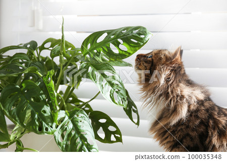 Adorable cat and houseplant near window at home 100035348