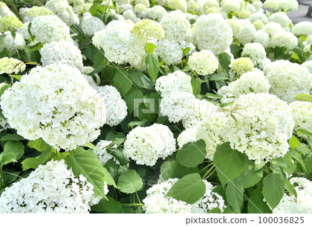 White hydrangea in full bloom with lots of flowers White hydrangea in full bloom with lots of flowers 100036825