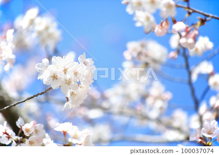 白大島櫻花的特寫 100037074