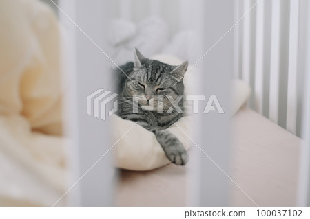 cute scottish straight grey tabby cat lying on bed and sleeping in soft morning light. Cute funny cat sleeping in bed at home.  100037102