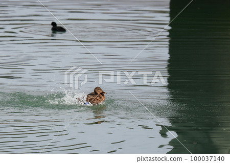 寡婦鴨鴨國分川 寡婦鴨鴨國分川 100037140