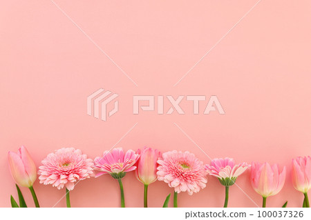 粉色非洲菊和郁金香白色情人節情人節母親節 100037326