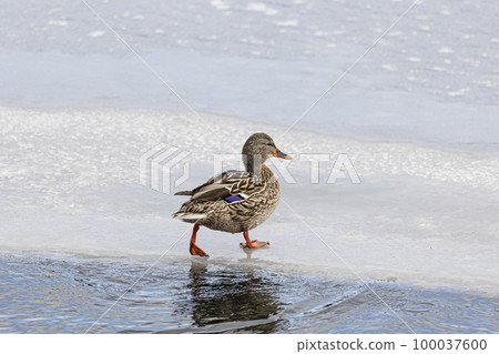 Mallard walking on frozen lake Lake Haruna February 100037600