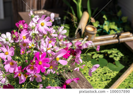 Cosmos flower autumn image Cosmos flower autumn image 100037890