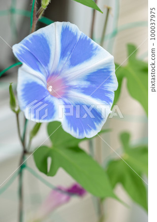 Morning glory flower image of summer vacation Morning glory flower image of summer vacation 100037975