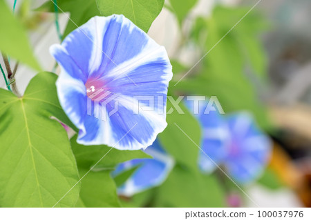Morning glory flower image of summer vacation 100037976