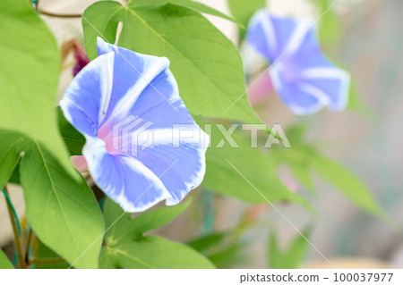 Morning glory flower image of summer vacation Morning glory flower image of summer vacation 100037977
