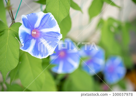 Morning glory flower image of summer vacation 100037978