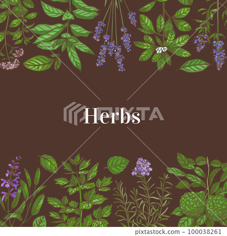 Hand-Drawn Color Square Template with Herbs Hand-Drawn Color Square Template with Herbs 100038261