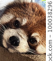 小熊貓 Ailurus fulgens 100038296