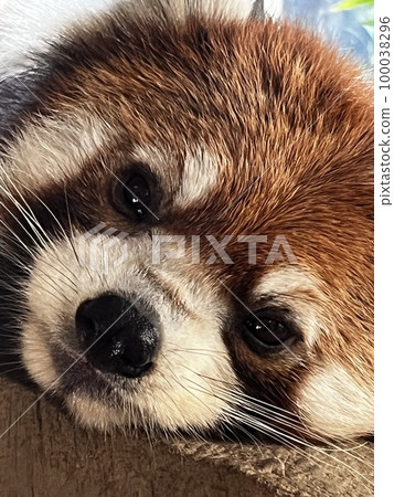 小熊貓 Ailurus fulgens 小熊貓 Ailurus fulgens 100038296
