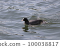 Maybe a duck swimming in the water 100038817