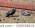 Pigeons basking in the sun 100038818